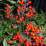 Nandina domestica 'Moyers Red'.png